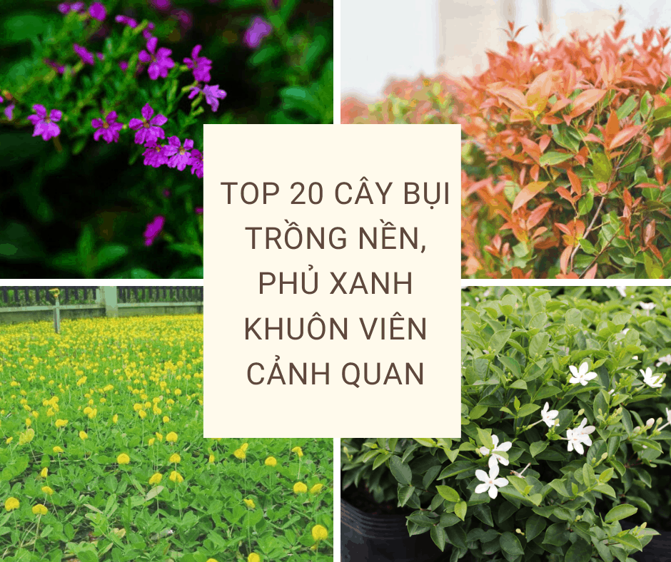 Top 20 cȃy bụi trồng nền, phủ xanh khuȏn viên cảnh quan | Quang Cảnh Xanh