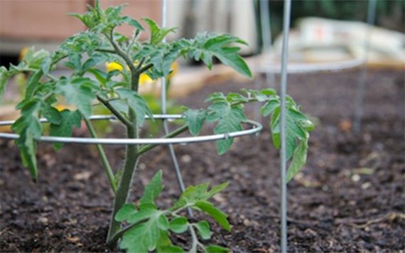 cách trồng cây cà chua tại nhà