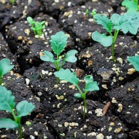 tự trồng cải kale trong thùng xốp