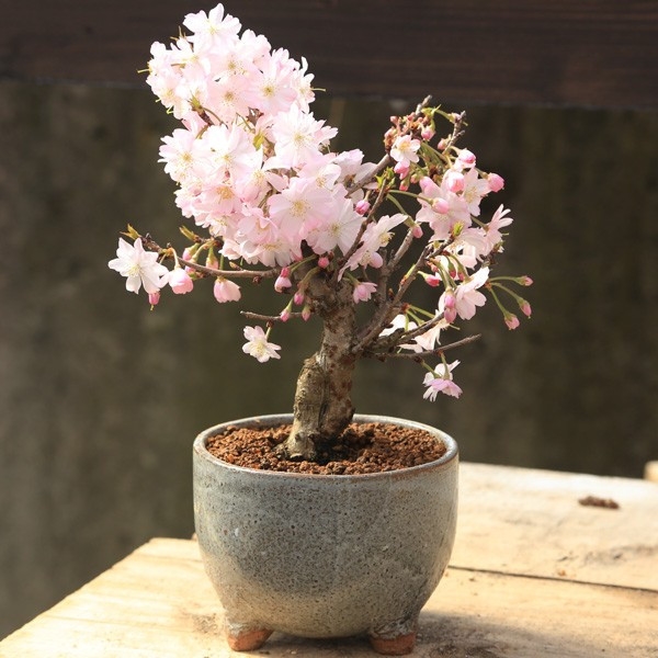 cây bonsai Hoa Đào để bàn làm việc giá rẻ