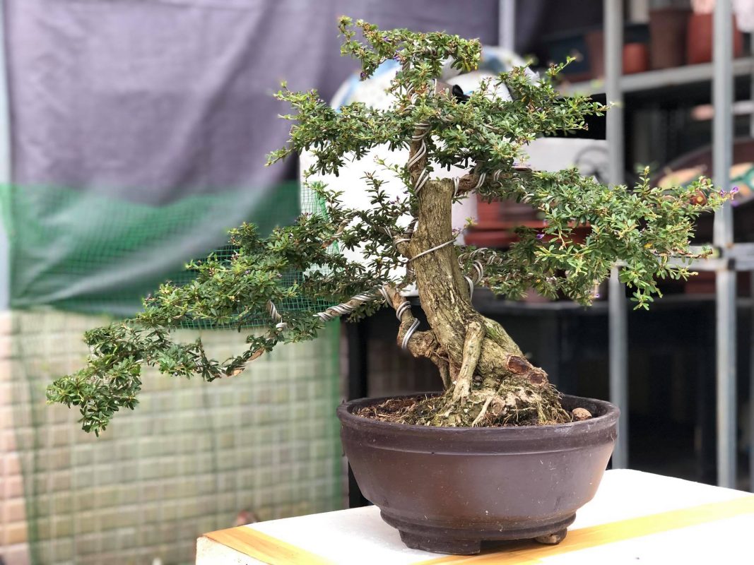 Cây bonsai mini để bàn