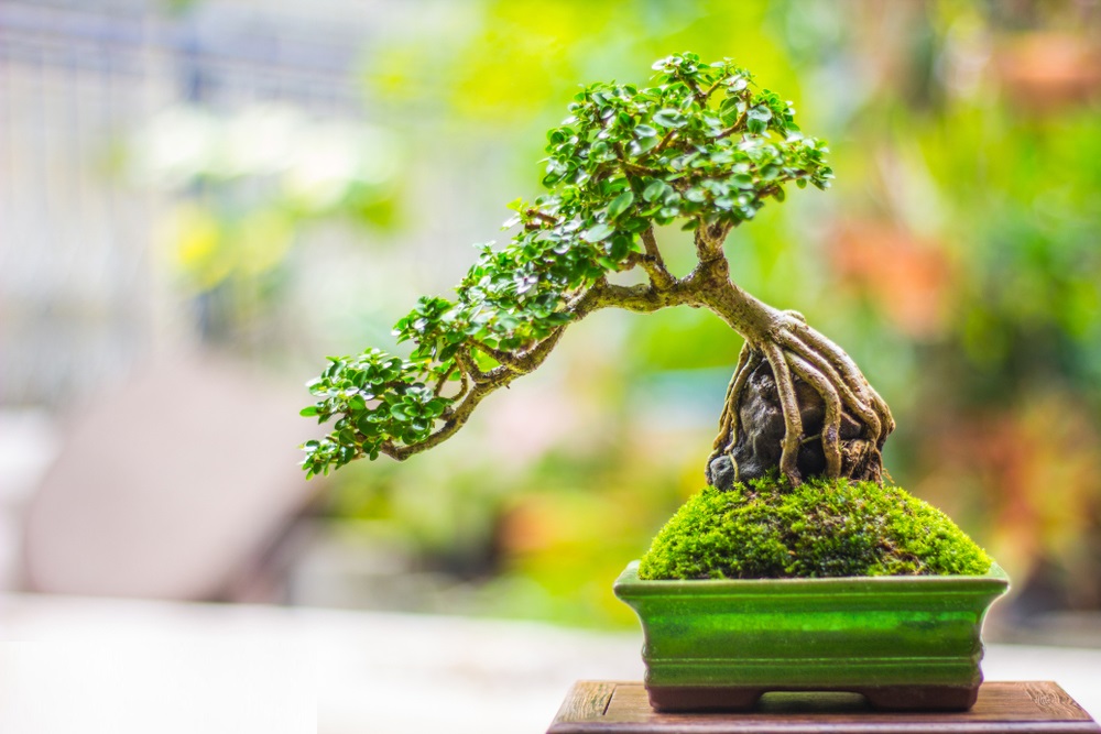 Cây bonsai mini để bàn
