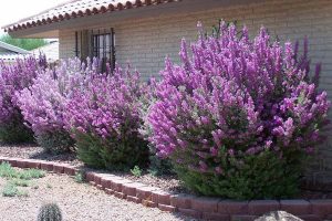 Tuyệt Sơn Phi Hồng