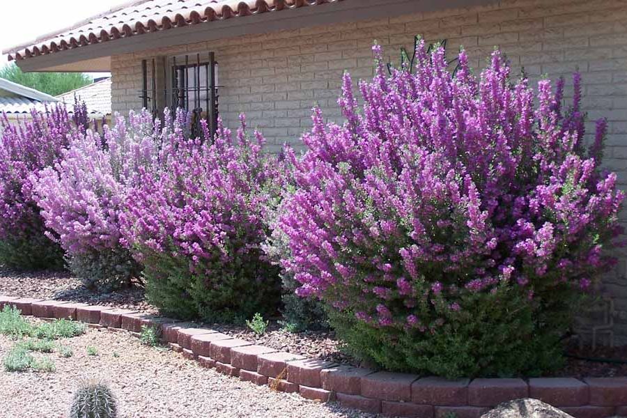 Tuyệt Sơn Phi Hồng