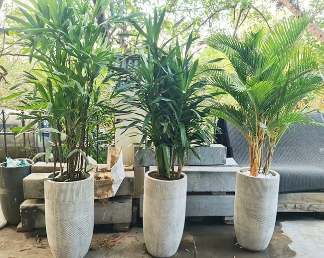 chậu đá mai vua cao