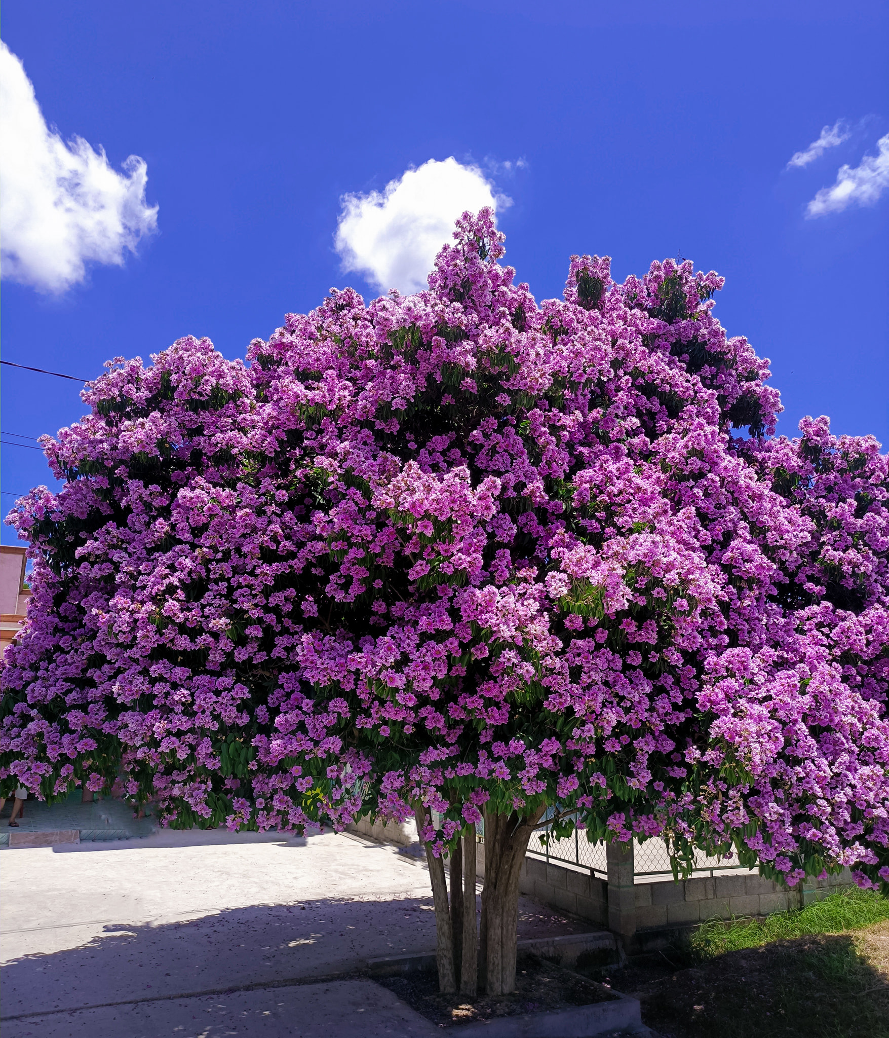 Cây Bằng Lăng - Phúc lộc Thọ