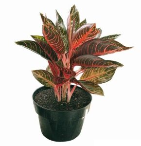 Cây Bao Thanh Thiên