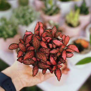 Cây Cam Nhung Lá May Mắn