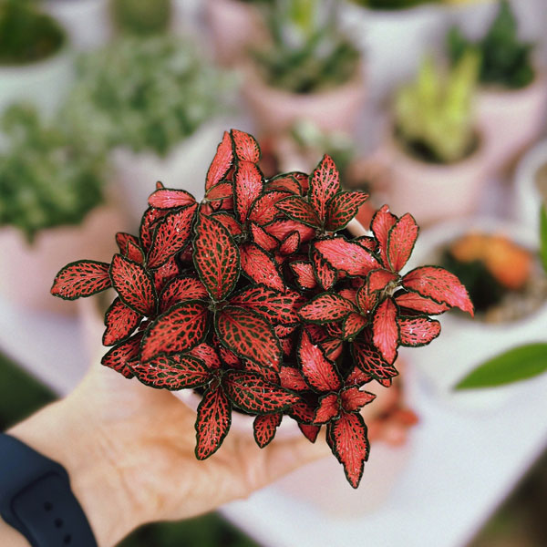 Cây Cam Nhung Lá May Mắn