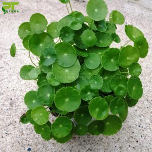 Cây cóc đồng tiền