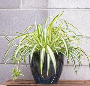 Cách chăm sóc cây dây nhện