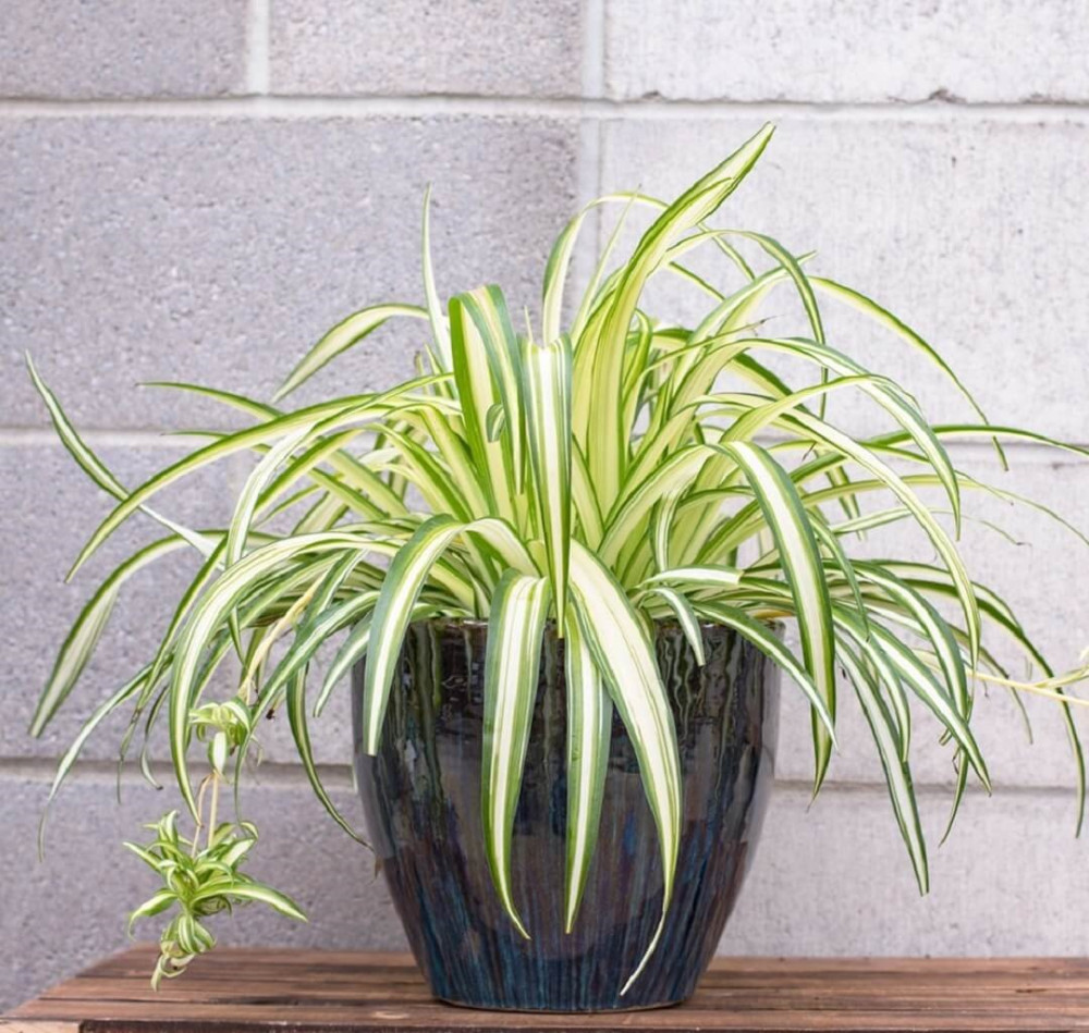 Cách chăm sóc cây dây nhện