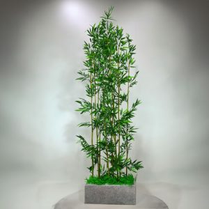 Cây Trúc Quân Tử