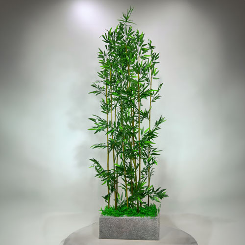 Cây Trúc Quân Tử