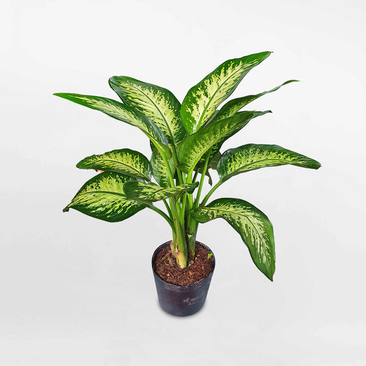 cây vạn niên thanh