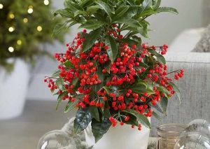 Cây Kim Ngân Lượng