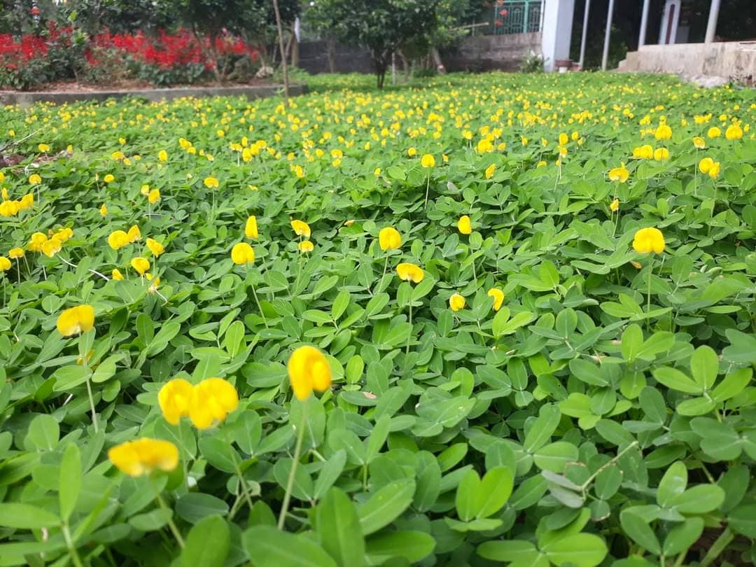 cỏ đậu phộng