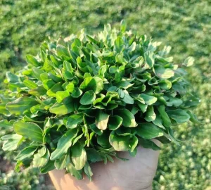 cỏ lá gừng thái