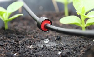hệ thống tưới nhỏ giọt
