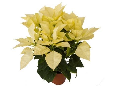 Cây Trắng Nguyên