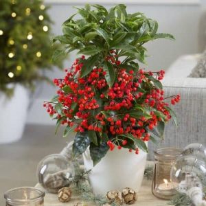 cây Kim Ngân Lượng