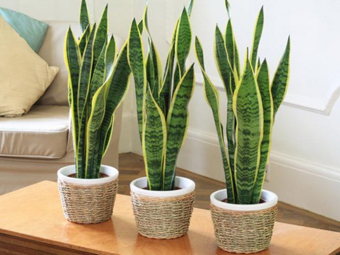 cây Lưỡi Hổ Snake Plant
