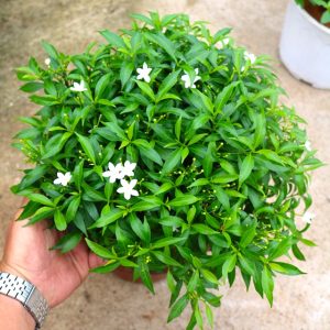 Cây mai vạn phúc