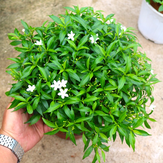 Cây mai vạn phúc