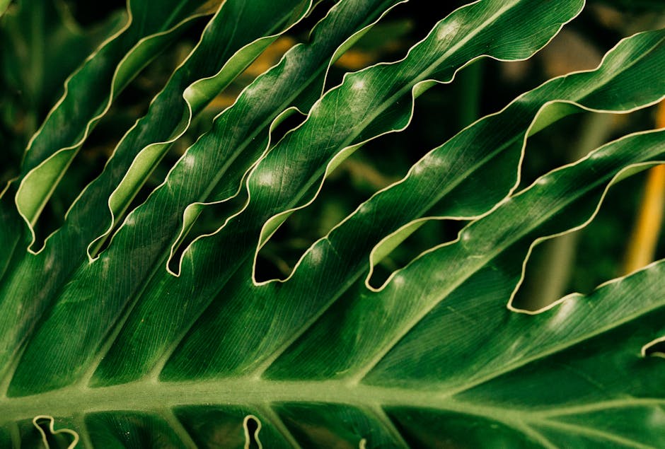 Detailed close-up of a split leaf philodendron showcasing its vibrant green fronds.