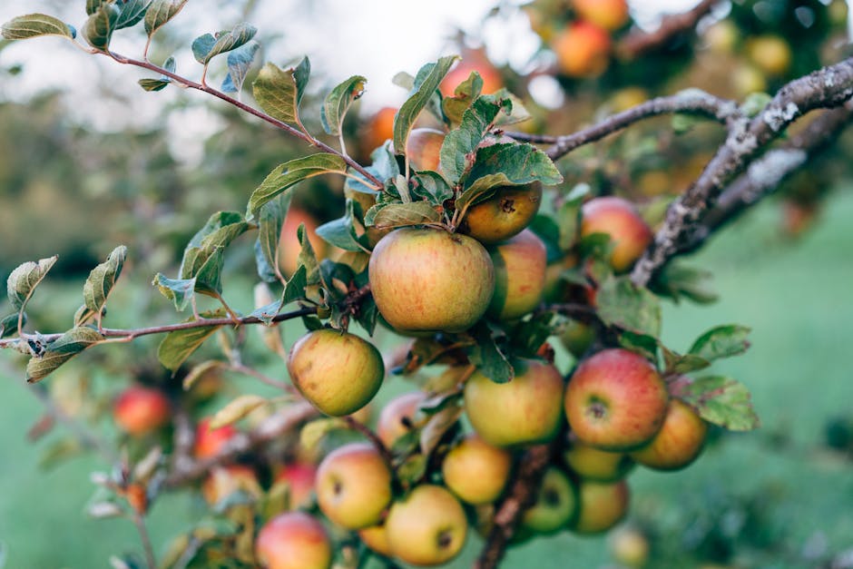 Close-up of ripe apples hanging on a tree branch in an orchard during fall.