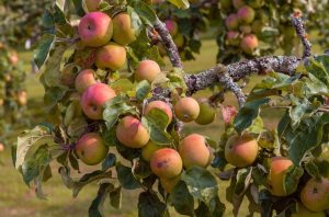 Close-up of ripe apples hanging from a tree branch in an orchard during fall.