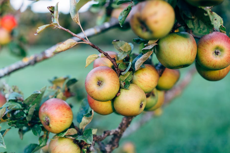 Close-up of ripe apples on a tree branch in a lush orchard, showcasing the bounty of harvest season.
