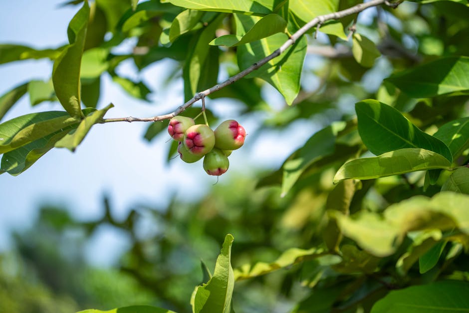 Vibrant close-up of Java apples hanging on a branch, showcasing lush greenery.