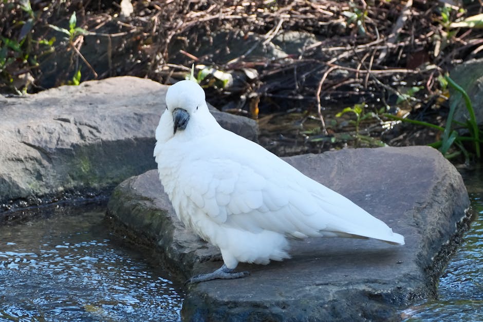 A serene white cockatoo perched on a stone by a calm stream, surrounded by nature.