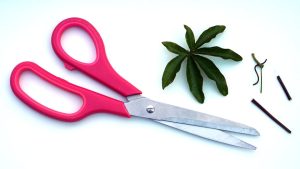 Close-up of pink handled scissors beside green leaves on a white background.