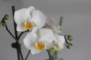 Close-up of delicate white orchid flowers with yellow centers on a houseplant indoors.