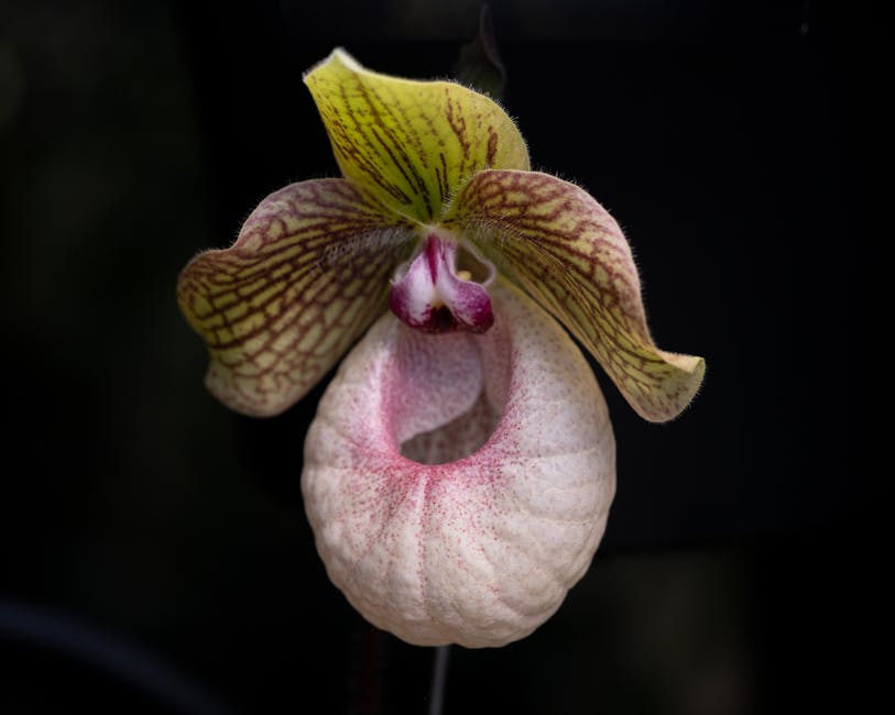Elegant Paphiopedilum orchid with intricate petals and muted hues against a black background.