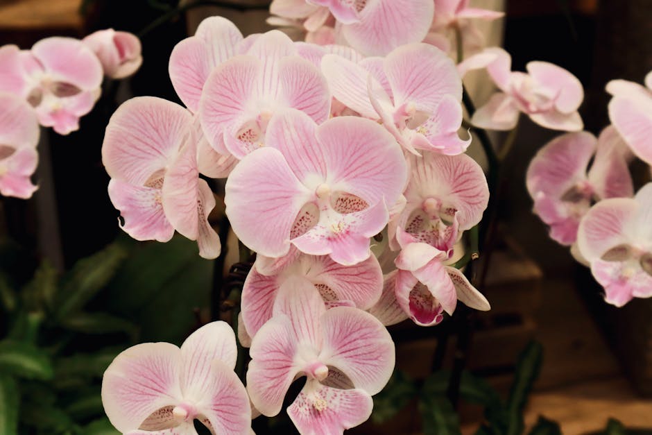 A beautiful cluster of pink phalaenopsis orchids showcased indoors for vibrant floral decor.