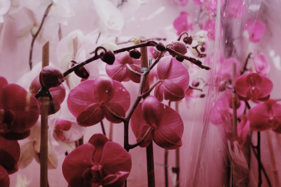 A captivating display of vibrant pink orchids thriving in gentle, ambient lighting.