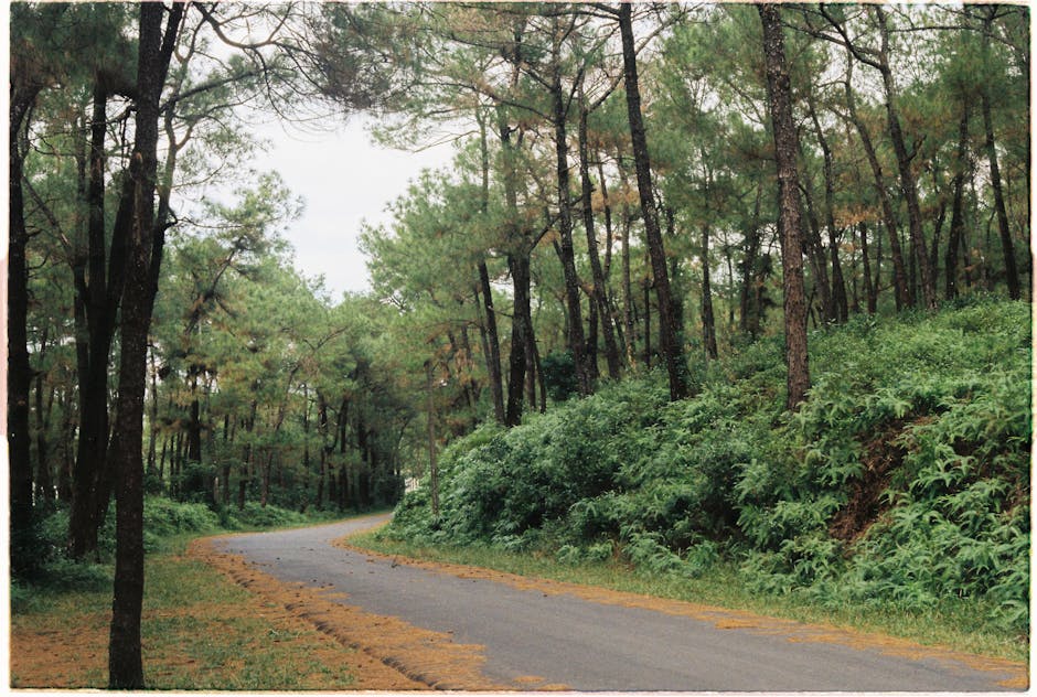 A tranquil pathway through lush pine forests in Thành phố Huế, Vietnam, offering a peaceful scenic escape.