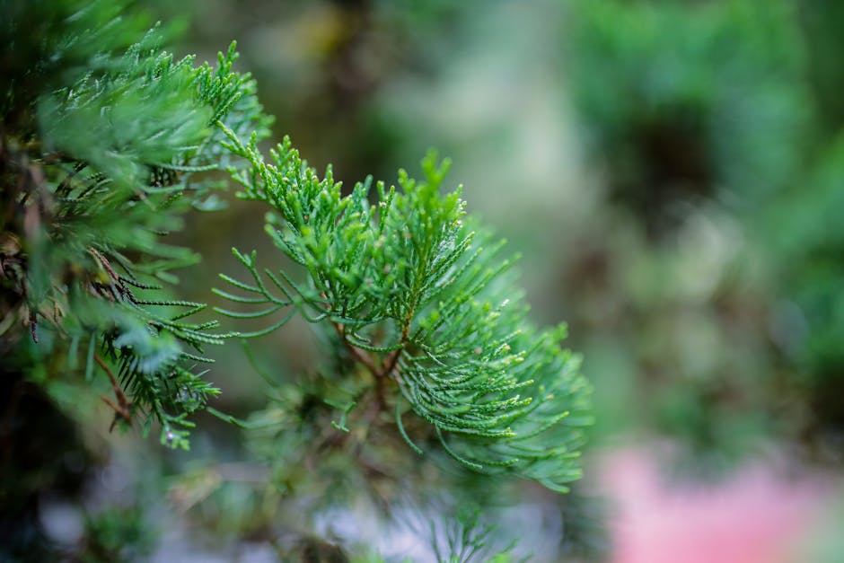 Detailed view of vibrant green evergreen branches with dew drops under natural light.