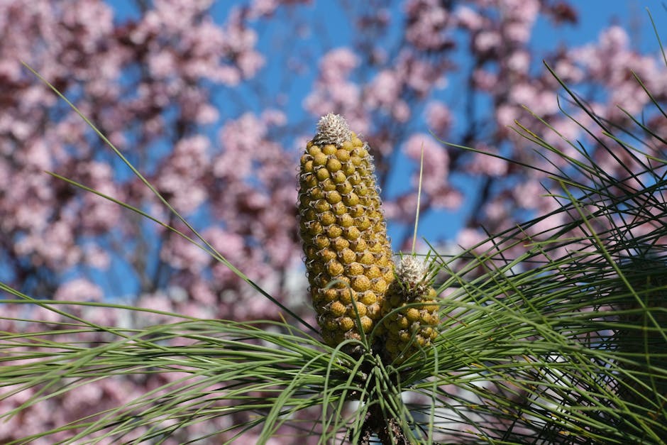 Close-up of golden pine cones with cherry blossoms in the background, showcasing springtime nature's beauty.