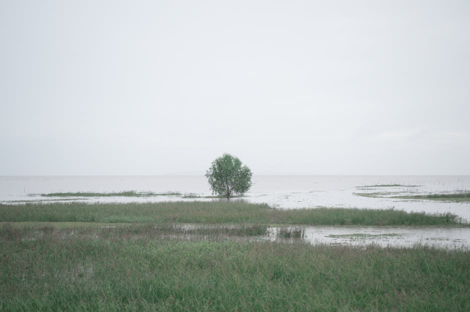 Peaceful scene of a lone tree by a misty lake in Phatthalung, Thailand.