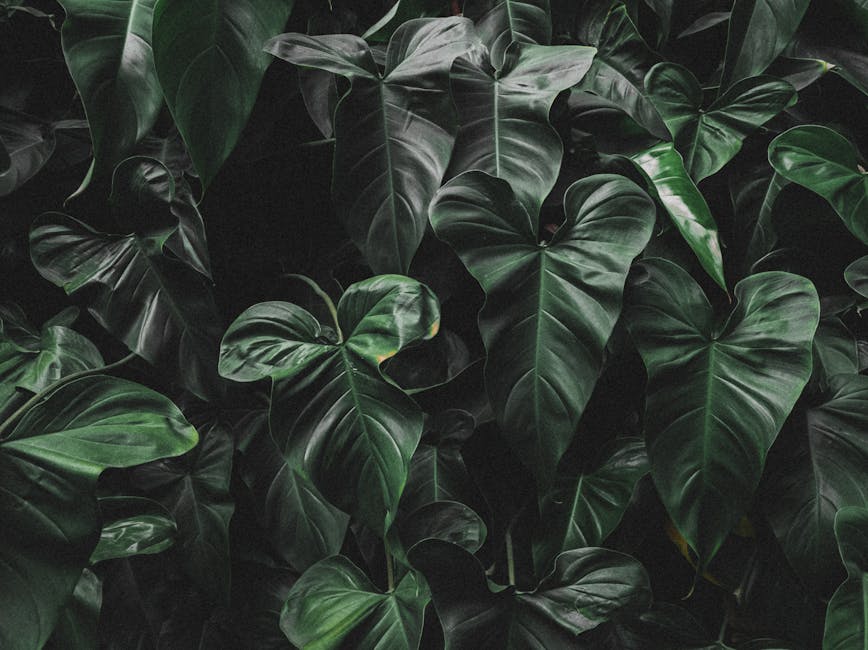 Close up of dark green heart-shaped Philodendron leaves.