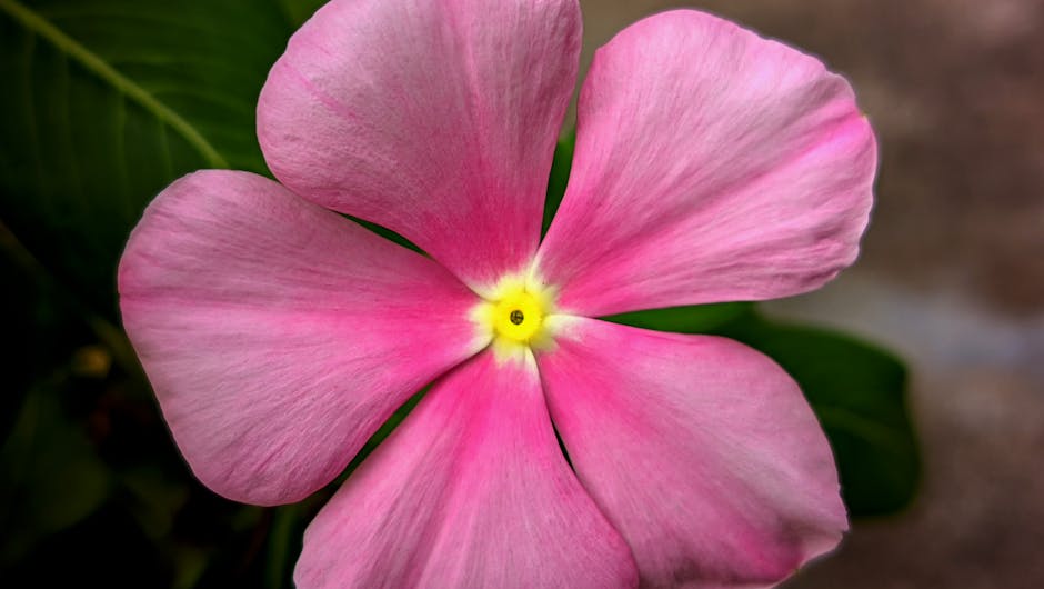 Beautiful close-up of a pink periwinkle flower highlighting its vibrant petals.