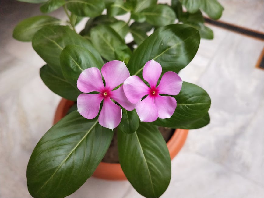 Vibrant pink Madagascar periwinkle flowers in a terracotta pot indoors.
