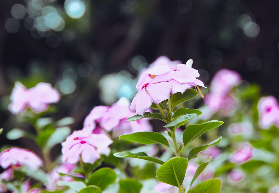 Close-up of vibrant pink flowers blooming with fresh green leaves, set against a blurred natural background.