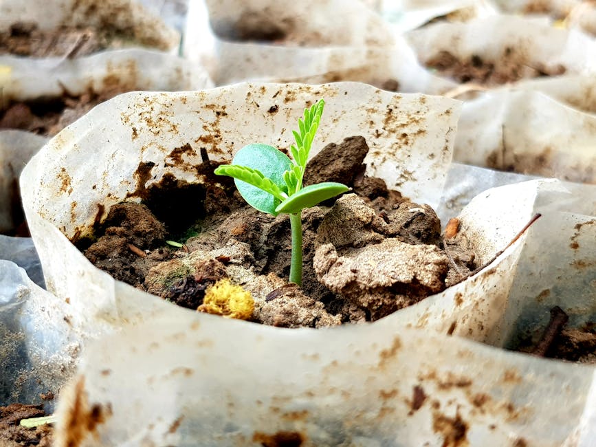 A new seedling sprouts in rich soil, showcasing growth in natural conditions.