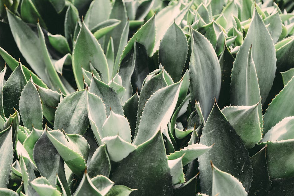 A detailed macro shot of green aloe vera leaves highlighting their sharp edges and natural growth.