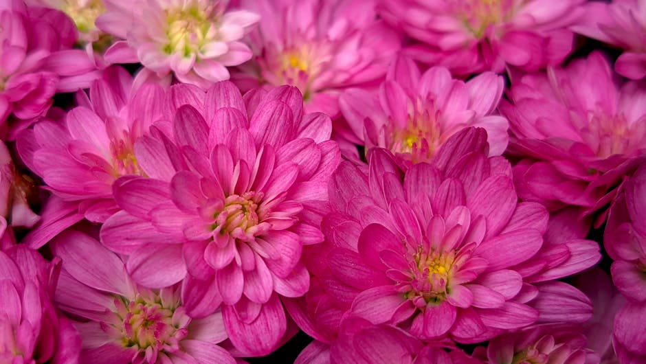 Close-up of vivid pink chrysanthemums showcasing intricate petal details and highlights.